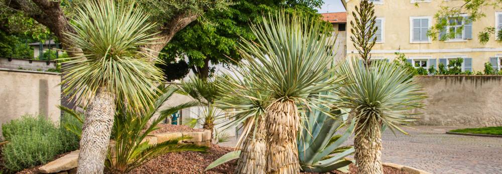 Mehrere Yucca rostrata in einem Garten